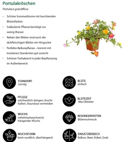 Beet- & Balkonpflanzen-Set Sonnenanbeter