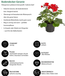 Beet- & Balkonpflanzen-Set Sonnenanbeter