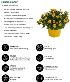 Beet- & Balkonpflanzen-Set Sonnenkuss, 6-teilig