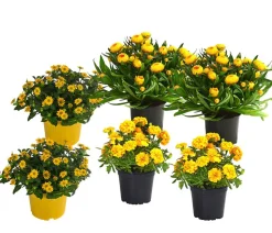 Beet- & Balkonpflanzen-Set Sonnenkuss, 6-teilig