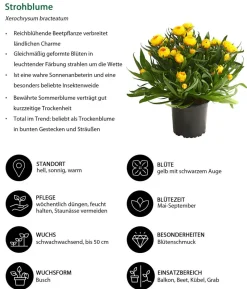 Beet- & Balkonpflanzen-Set Sonnenkuss, 6-teilig
