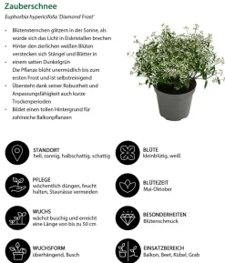 Beet- & Balkonpflanzen-Set Sonnengruß, 6-teilig