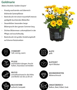 Beet- & Balkonpflanzen-Set Sonnengruß, 6-teilig