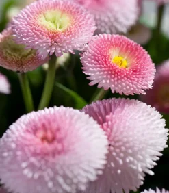 Beet- & Balkonpflanzen-Set Traum in Rosa, 6-teilig