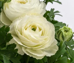 Beet- & Balkonpflanzen-Set Weißer Frühling, 6-teilig