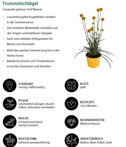 Beet- & Balkonpflanzen-Set Zitronengelb, 6-teilig