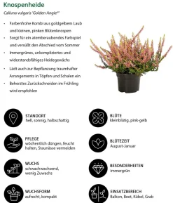 Beet- & Balkonset Goldener Herbst, 6-teilig