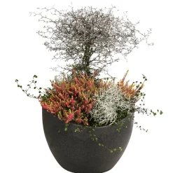 Beet- & Balkonset Goldener Herbst, 6-teilig