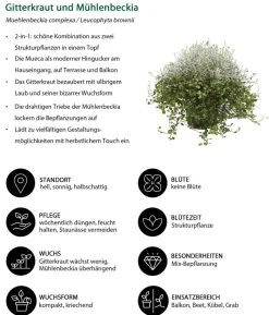 Beet- & Balkonset Goldener Herbst, 6-teilig