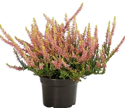 Beet- & Balkonset Goldener Herbst, 6-teilig