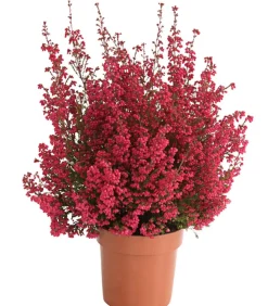 Beet- & Balkonset Heidenzauber, 6-teilig