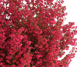 Beet- & Balkonset Herbstfeuer, 6-teilig