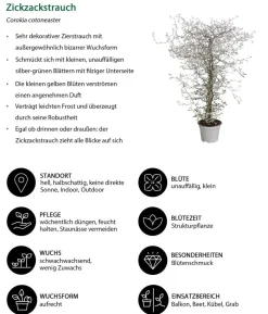 Beet- & Balkonset Herbstfeuer, 6-teilig