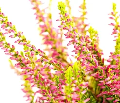 Beet- & Balkonset Herbstfeuer, 6-teilig