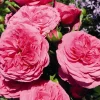 Beetrose 'Baronesse®'