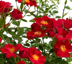 Beetrose 'Flower Rain®', verschiedene Farben