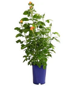 Beetrose 'Hansestadt Rostock®'