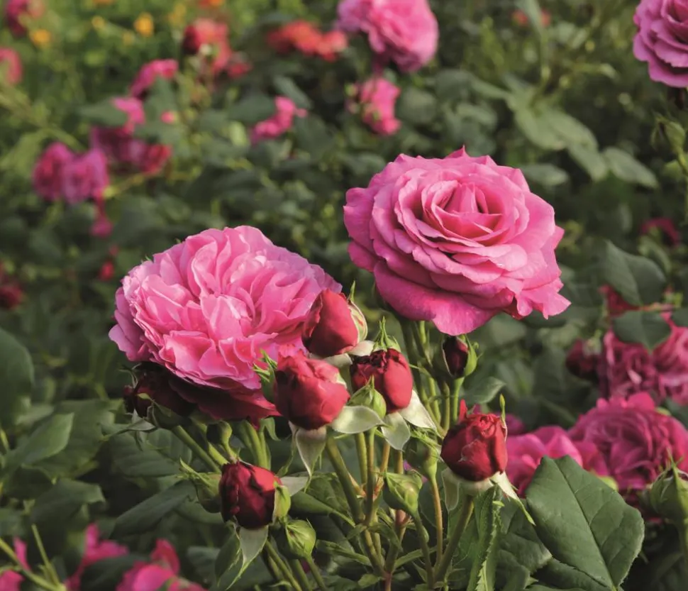 Beetrose 'Kaffe Fassett®'
