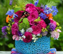 Beetrose 'Kaffe Fassett®'