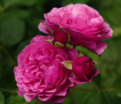 Beetrose 'Kaffe Fassett®'