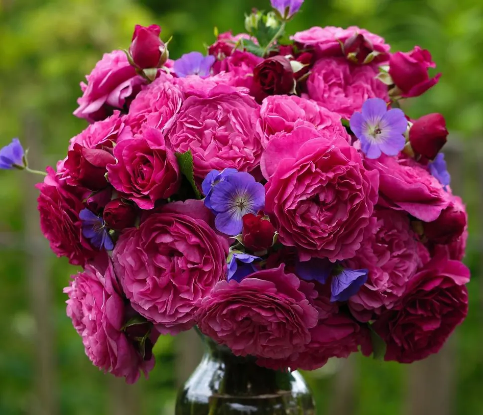 Beetrose 'Kaffe Fassett®'