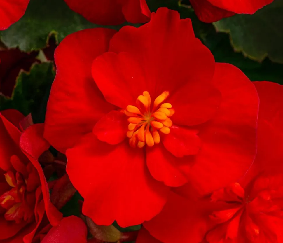 Begonie 'Macarouge'