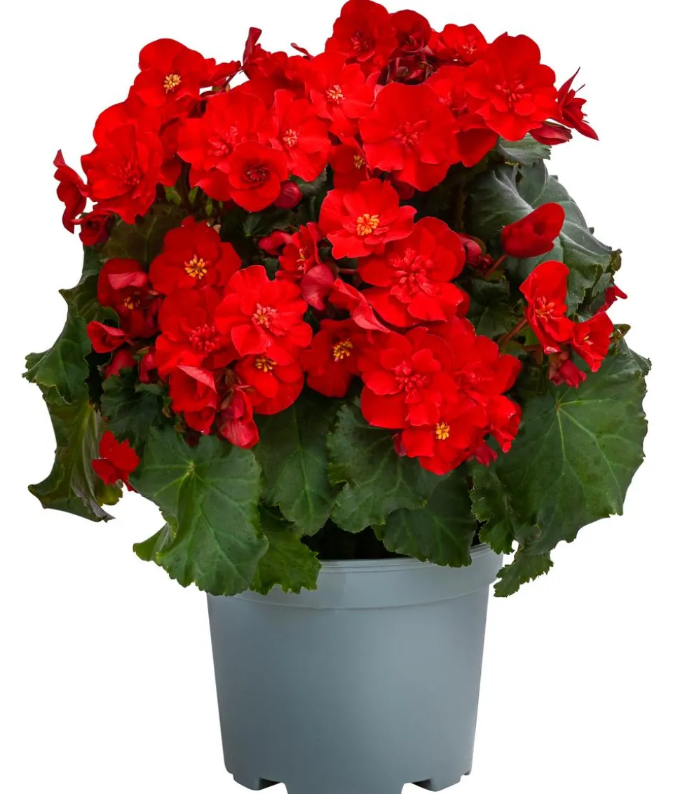 Begonie 'Macarouge'