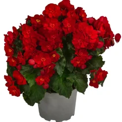 Begonie 'Macarouge'