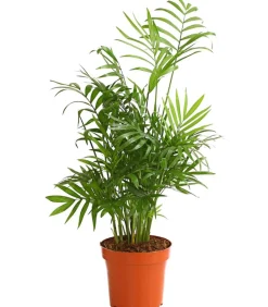 Bergpalme - Chamaedorea elegans