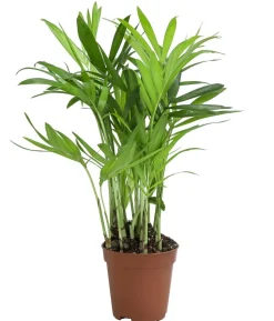 Bergpalme - Chamaedorea elegans
