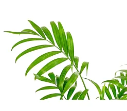 Bergpalme - Chamaedorea elegans, Hydrokultur