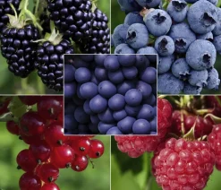 Bio Beeren-Set Bunter Obstgarten, 5-teilig