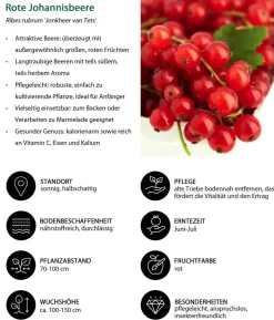 Bio Beeren-Set Bunter Obstgarten, 5-teilig