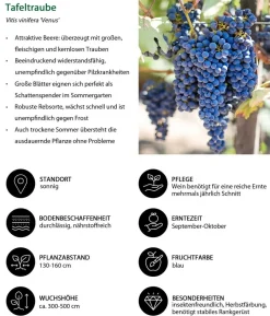Bio Beeren-Set Bunter Obstgarten, 5-teilig