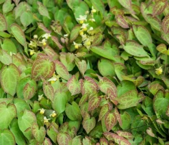 Bio Elfenblume 'Sulphureum'