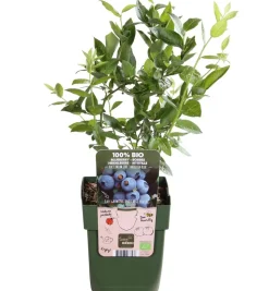 Bio Heidelbeere 'Brigitta Blue'