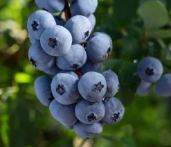 Bio Heidelbeere 'Brigitta Blue'