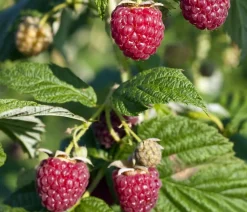 Bio Himbeere 'Lowberry® Little Sweet Sister®'