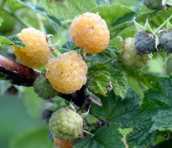 Bio Himbeere 'Sugana® Twotimer®', gelb