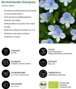 Bio Kriechender Ehrenpreis