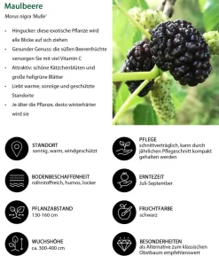 Bio Maulbeer-Feigen-Kiwi-Set Sommerobst, 3-teilig