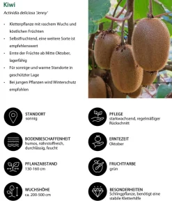Bio Maulbeer-Feigen-Kiwi-Set Sommerobst, 3-teilig
