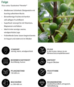 Bio Maulbeer-Feigen-Kiwi-Set Sommerobst, 3-teilig