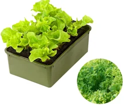Bio Pflücksalat 'Lollo Bionda', 6er Schale