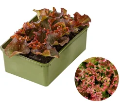 Bio Pflücksalat 'Lollo Rosso', 6er Schale