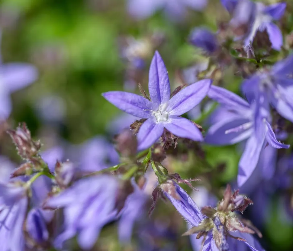 Bio Polster-Glockenblume
