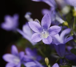 Bio Polster-Glockenblume