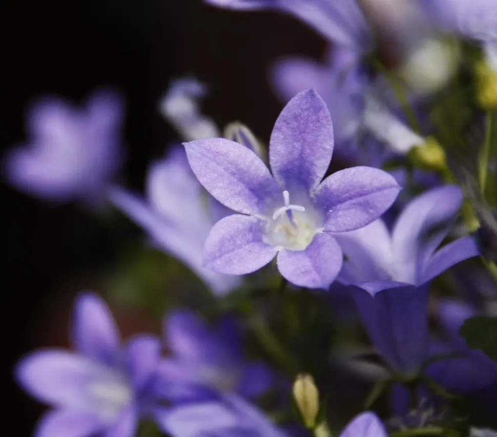Bio Polster-Glockenblume