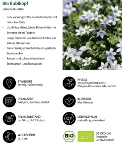 Bio Stauden-Set Blaues Meer, 12-teilig