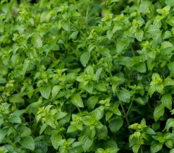 Bio Steinquendel